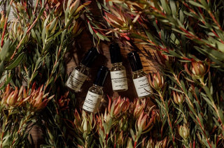 Myrrh, Tonka, & Spice Fragrance