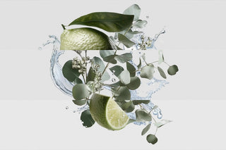 coral fragrance notes: bergamot, eucalyptus and white musk