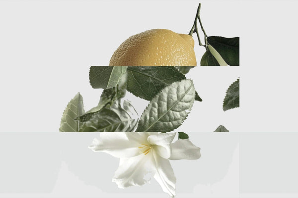 dream fragrance notes: citrus bergamot, musk tea and amber jasmine