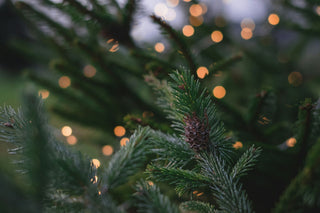 pine branches with a small cone and warm christmas lights