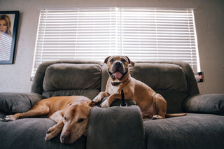 dogs